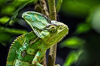 Iguana lizard. Free public domain CC0 image.