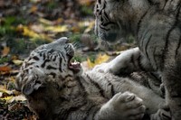 Playful white Bengal tigers image. Free public domain CC0 photo.