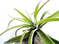 Air plant background. Free public domain CC0 image.