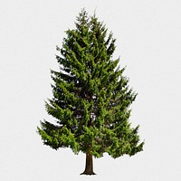 Evergreen tree, white background psd