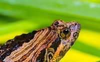 Frog & nature. Free public domain CC0 photo