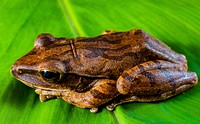 Frog & nature. Free public domain CC0 photo