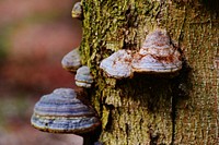 Mushrooms on a tree trunk. Free public domain CC0 photo.