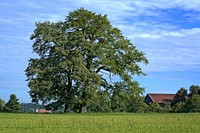 Tree, nature landscape. Free public domain CC0 image.