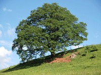 Plant & tree, botanical nature. Free public domain CC0 image