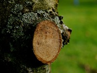 Plant & tree, botanical nature. Free public domain CC0 image