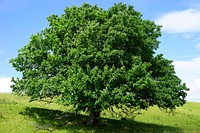 Plant & tree, botanical nature. Free public domain CC0 image