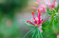 Grrevillea juniperina flower. Free public domain CC0 image.