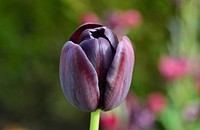 Purple tulip. Free public domain CC0 image.