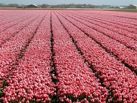 Pink tulip farm. Free public domain CC0 image.