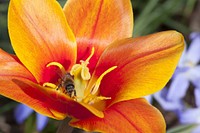 Orange tulip background. Free public domain CC0 image.