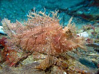Weedy scorpionfish close up. Free public domain CC0 photo.