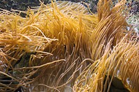 Anemone underwater close up. Free public domain CC0 image.