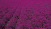 Velvet field. Free public domain CC0 photo.