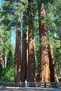 Redwood forest in Sequoia Park, USA. Free public domain CC0 photo.