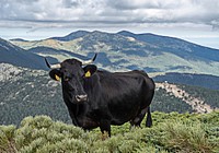 Nature cow & bull in the nature. Free public domain CC0 photo