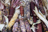 Purple sweet corn, agricultural product. Free public domain CC0 image