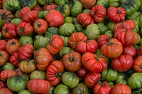 Tomato plant & vegetable. Free public domain CC0 photo