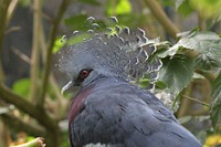 Crowned pigeon, bird photography. Free public domain CC0 image.