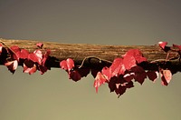 Agricultural vineyard. Free public domain CC0 photo.