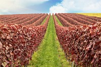 Agricultural vineyard. Free public domain CC0 photo.