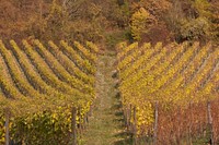 Agricultural vineyard. Free public domain CC0 photo.