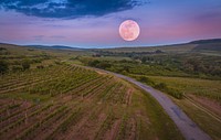 Agricultural vineyard. Free public domain CC0 photo.