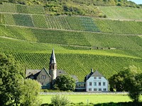 Agricultural vineyard. Free public domain CC0 photo.