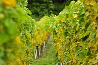 Agricultural vineyard. Free public domain CC0 photo.