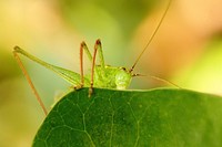 Grasshopper photo. Free public domain CC0 image.