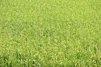 Green grass field. Free public domain CC0 photo.