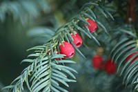 Closeup on yew berry plant. Free public domain CC0 image. 