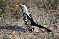 Southern yellow billed hornbill, bird photography. Free public domain CC0 image.