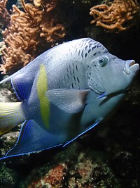 Yellowbar angelfish close up underwater. Free public domain CC0 photo.
