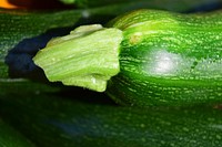 Cucumber fruit & vegetables. Free public domain CC0 photo