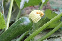 Zucchini. Free public domain CC0 image.