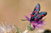 Butterfly on flower. Free public domain CC0 photo.