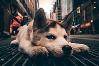 Free husky dog chilling on street image, public domain animal CC0 photo.