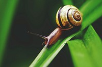 Free snail on leaf image, public domain animal CC0 photo.