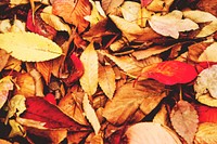 Free ground full of fall leaves photo, public domain nature CC0 image.