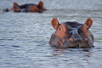 Free hippopotamus in Africa image, public domain animal CC0 photo.