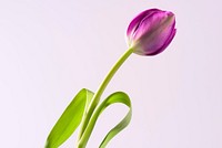 Free purple tulip background image, public domain flower CC0 photo.