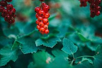 Free wild red berry tree image, public domain fruit CC0 photo.