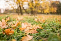 Free ground full of fall leaves photo, public domain nature CC0 image.