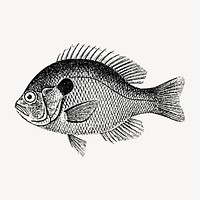 Fish clipart, vintage sea life illustration vector. Free public domain CC0 image.