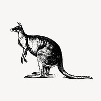Kangaroo clipart, vintage animal illustration vector. Free public domain CC0 image.