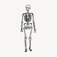 Skeleton clipart, vintage Halloween illustration vector. Free public domain CC0 image.