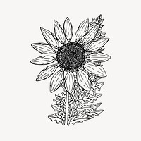 Sunflower clipart, vintage plant illustration vector. Free public domain CC0 image.