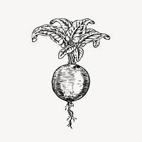 Beetroot clipart, vintage vegetable illustration vector. Free public domain CC0 image.