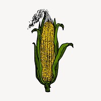 Corn clipart, vintage vegetable illustration vector. Free public domain CC0 image.